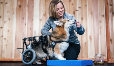 Could Physical Therapy Help Your Dog Portland Resources for Canine Rehab