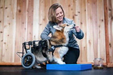 Could Physical Therapy Help Your Dog Portland Resources for Canine Rehab