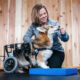 Could Physical Therapy Help Your Dog Portland Resources for Canine Rehab