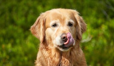 European Golden Retrievers