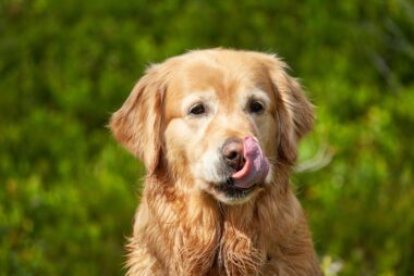 European Golden Retrievers