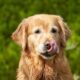 European Golden Retrievers