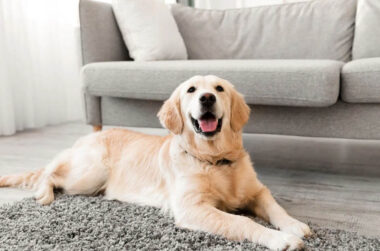 dog pets