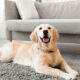 dog pets