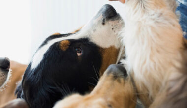 Preparing Your Dog for Their First Boarding Experience