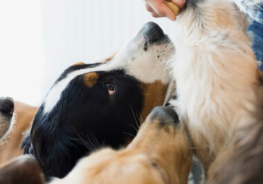 Preparing Your Dog for Their First Boarding Experience