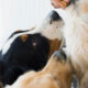 Preparing Your Dog for Their First Boarding Experience