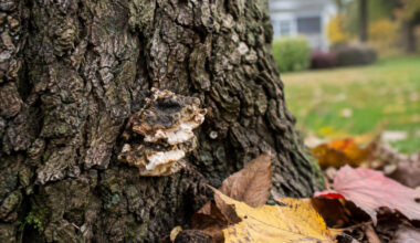 Tree Care in Vienna VA Safety Storm Response and Healthy Canopy Management